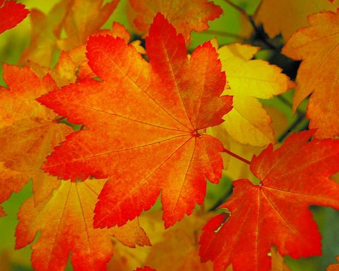 Jim Grant /Nevada Appeal News Service Vibrant colors as on this leaf mark the glories of the fall season.