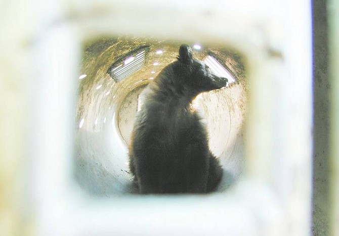 BRAD HORN/Nevada Appeal The seventh bear in six days sits in a Nevada Department of Wildlife trap in the backyard of the Hensmans&#039; Washington Street home on Thursday.