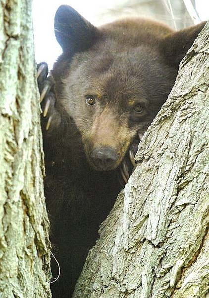 A bear sits in a tree on 10th Street in Minden on Monday afternoon.