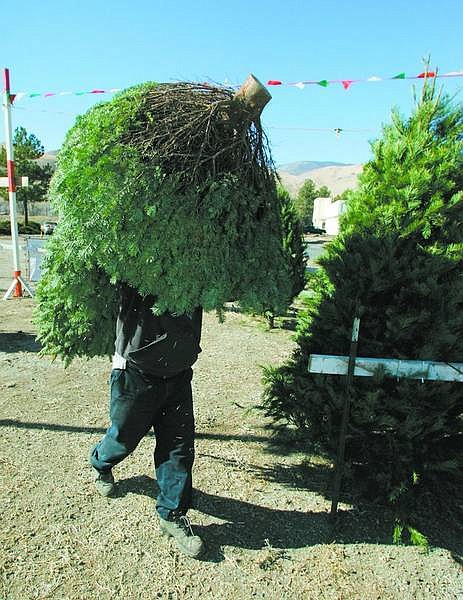 BRAD HORN/Nevada Appeal Mario Cedello sets up Christmas trees at Empire Christmas Trees near the Nevada State Railroad Museum on Friday morning.