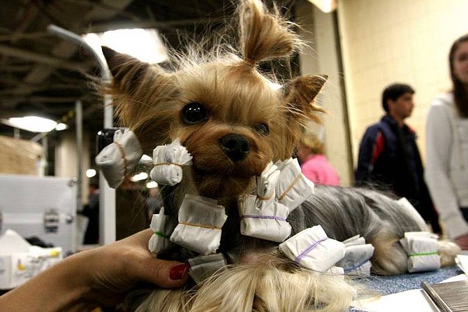 AP Photo/Tina FinebergK.J., a 2.5-year-old Yorkshire terrier from Dallas, sits in the benching area after competing in the 132nd Annual Westminster Kennel Club Dog Show Tuesday at New York&#039;s Madison Square Garden.