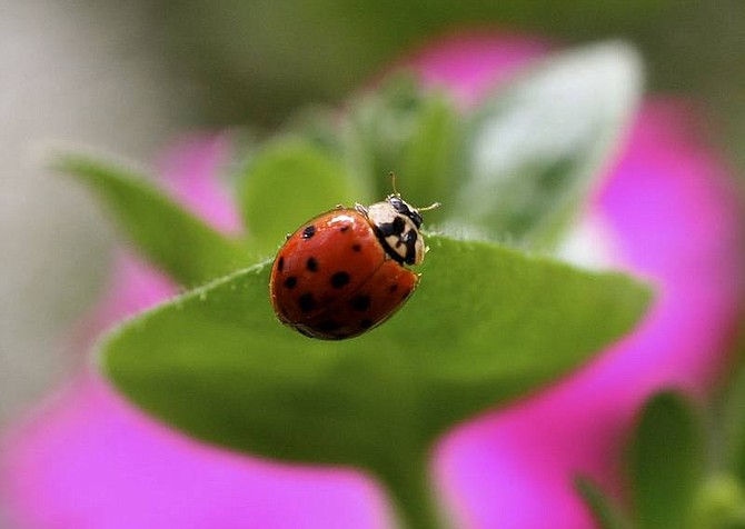 Dean Fosdick/Associated Press A ladybug sits on a leaf in a greenhouse in New Market, Va., March 9. Ladybugs are among the most efficient of the beneficial insects, particularly for home gardeners. The adults and larvae feed voraciously on aphids and mites, among other plant pests. Both are available from certain nurseries and mail-order suppliers.