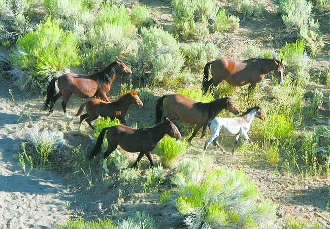BRAD HORN/Nevada Appeal Wild horses run on the Virginia Range during a horse count conducted by the Virginia Range Wildlife Protection Association on Monday.