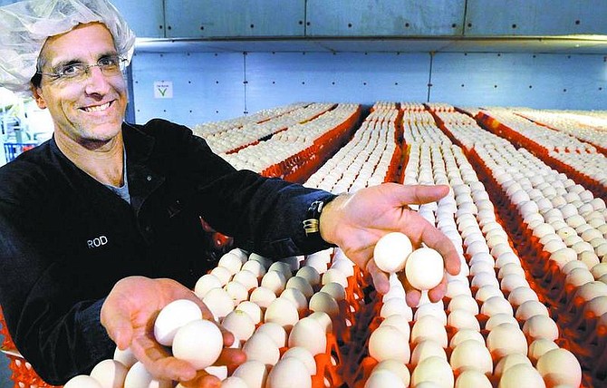 Gerald Martineau/Washington Post At Sunnyside Farms in Westminster, Md., consultant Rod Nissley watches over thousands of eggs. Nationally, the average price of eggs is $2.17 a dozen.