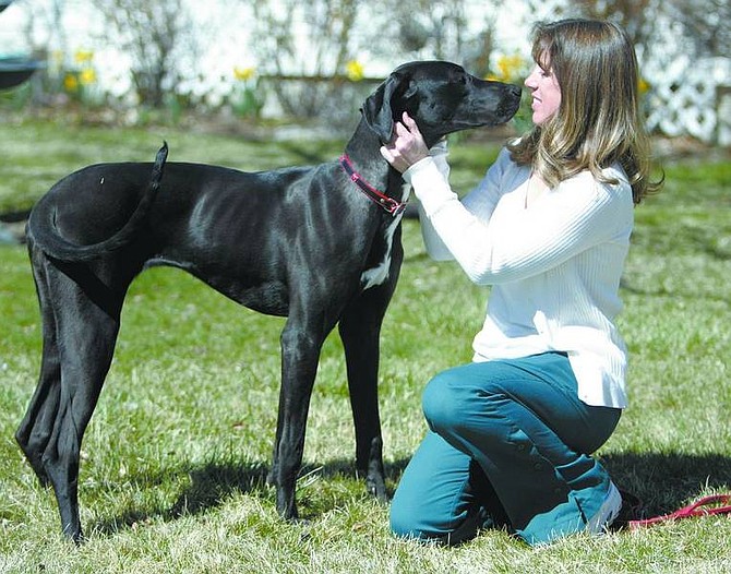 Amy Lisenbe/Nevada Appeal Buffy Cooper of Carson City spends some quality time with her 9-month-old great dane, Bella, before work Monday afternoon. Bella was recently found by a local teacher in a 6-foot hole covered with ice, where she was trapped there for four nights before being reunited with Cooper.