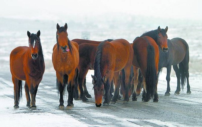Amy Lisenbe/Nevada Appeal File Photo Wild horses lick fresh snow from the pavement January 21 on Linehan Road near Highway 50 East in Mound House.