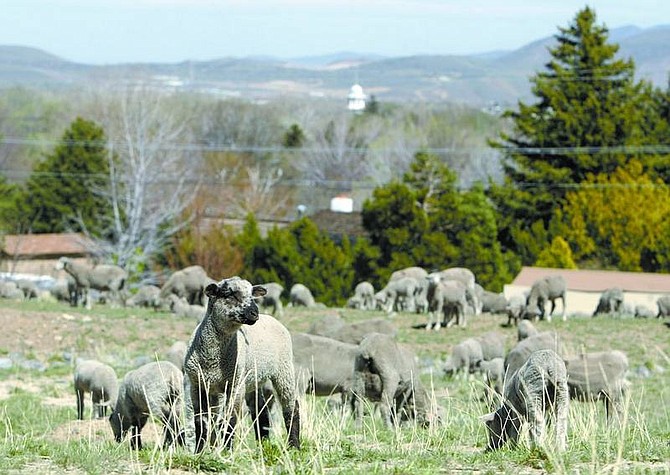 Sheep from the Borda Land and Sheep Company graze on cheatgrass at the base of C Hill near Fifth Street in Carson City. (Photo: Amy Lisenbe/Nevada Appeal)