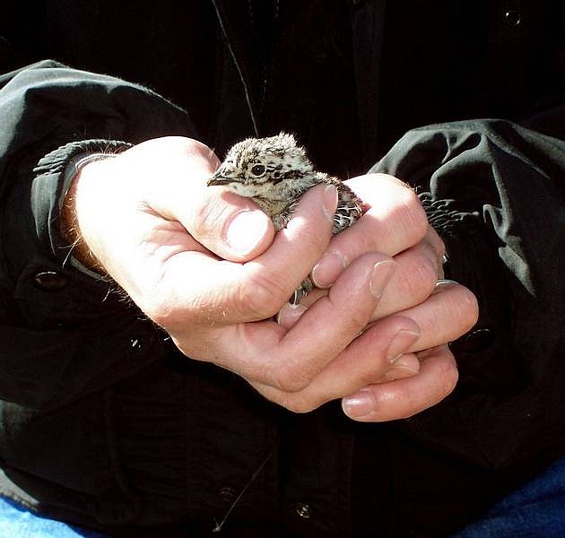 Nevada Department of Wildlife Biologist Shawn Espinosa holding a baby sage grouse in the Montana Mountains north of Winnemucca in May 2004. As the U.S. Fish and Wildlife Service gets ready to re-examine whether the greater sage grouse deserves federal protection, Espinosa and other state wildlife biologists across the West are frantically looking for the bird and the traditional mating grounds known as leks where they have lived for centuries.