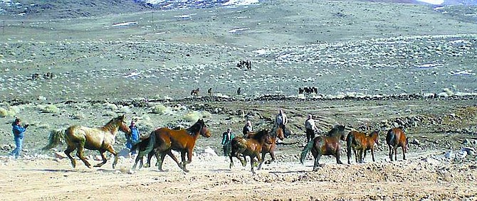 Sharon Lamm/Special to the Nevada Appeal A second group of wild horses is released onto the Tahoe Reno Industrial Center in Storey County. The horses are kept together in family groups, with herds being released at different times.