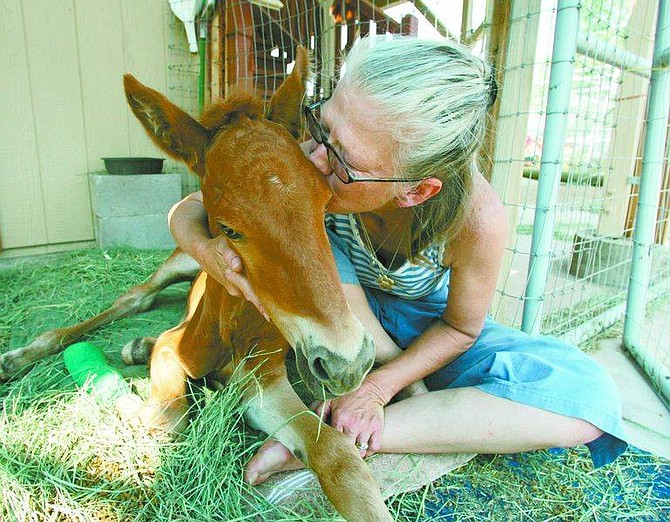 BRAD HORN/Nevada Appeal Shirley Allen kisses Chester while trying to feed the 8-10-week old Chestnut Mustang at her Dayton ranch on Thursday. Chester sustained a severe injury to the coronet band on his right front foot.