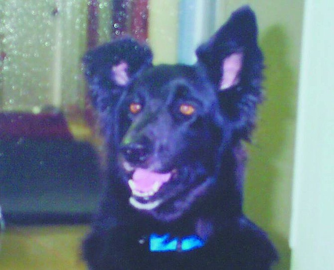 Submitted Casey, the Carson City Animal Services&#039; first mascot, died on Jan. 9.