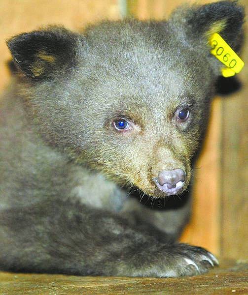 Dan Thrift / Tahoe Daily Tribune The newest client at Lake Tahoe Wildlife Care is a 4-month-old bear cub that was found in the Crane Flats area of Yosemite after its mother was hit by a car.
