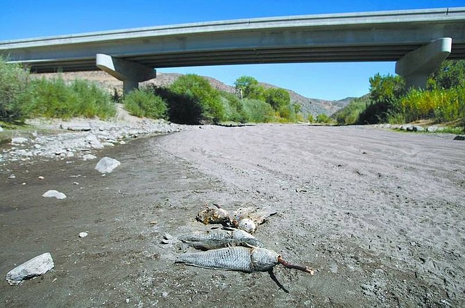 Cathleen Allison/Nevada AppealCarp, skewered on a stick, lie in the dry Carson riverbed near the Brunswick Bridge last week.