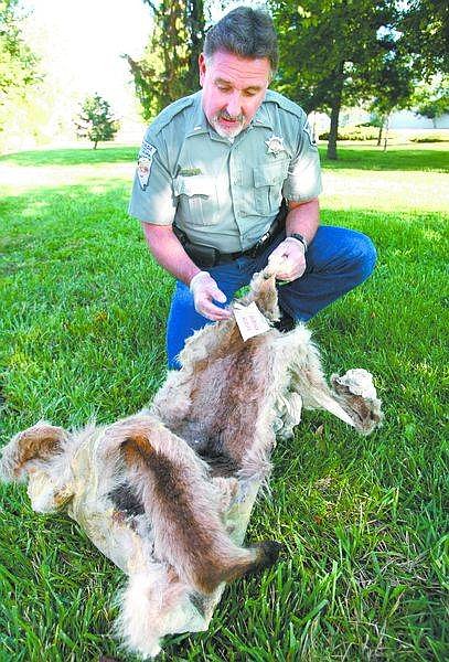 Cathleen Allison/Nevada AppealGame Warden Lt. Paul Dankowski talks Tuesday afternoon outside his Reno office, holding the hide of a mountain lion killed illegally in Storey County in January. The three men charged in the case initially told authorities it was self-defense, but game wardens found trap marks on the animal&#039;s leg.