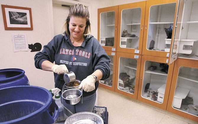 Cathleen Allison/Nevada AppealAnimal Control Officer Amy Amaru cleans the cat kennels at the Carson City Animal Services shelter Wednesday. Officials warn the public to make thoughtful choices about adopting animals during the holidays.
