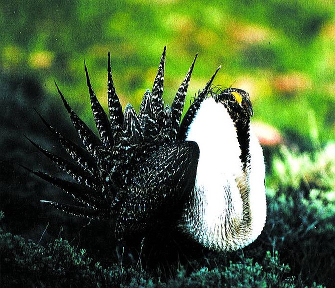 Nevada Department of Wildlife A male sage grouse is all puffed up for mating season. Nevada is shipping some of its grouse to Washington state to repopulate that region.