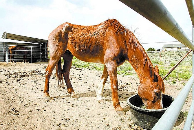 Shannon Litz/Appeal News Service A female sorrel and a male red roan, who have been named Hope and Courage, eat at the Lil Dudes Ranch in Fish Springs on Thursday. They were found abandoned and walking along the road Tuesday.