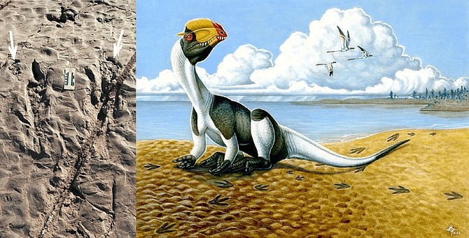 Crouching meat-eating dinosaur tracks with hand prints (arrows) showing bird-like inward-facing palms at the St. George Dinosaur Discovery Site at Johnson Farm, Utah, left. Reconstruction of the formation of the tracks by the large meat-eating dinosaur 198 million years ago, right. Illustrates DINOSAUR (category a) by Thomas H. Maugh II (c) 2009, Los Angeles Times. Moved Tuesday, March 3, 2009. (MUST CREDIT: Photo illustration courtesy of H. Ky Luterman, Cedar City, Utah.)