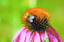A bee pollinates a purple coneflower. Illustrates GREENSCENE (category l), by Joel M. Lerner, special to The Washington Post. Moved Monday, Feb. 16, 2009. (MUST CREDIT: Photo for The Washington Post by Sandra Leavitt Lerner.)