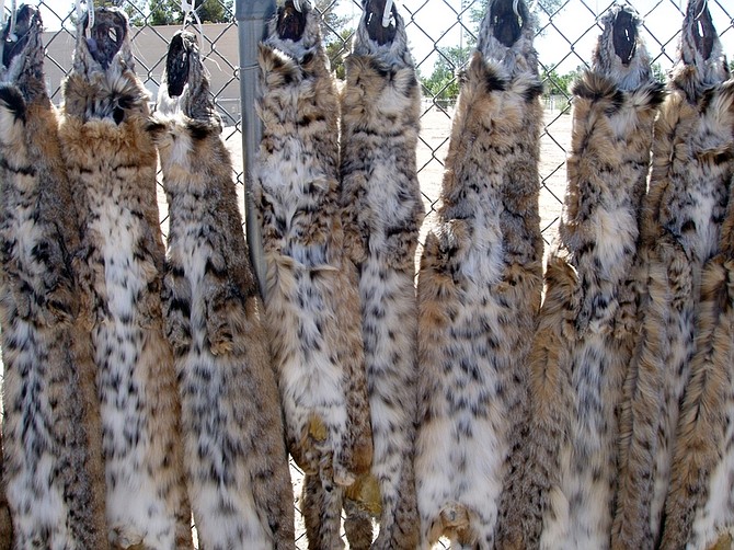 This undated  image provided by the Nevada Department of Wildlife shows some of the more than 100 bobcat pelts seized from a Utah man who pleaded guilty in 2007 to poaching the cats in Nevada. The Humane Society of the United States and other groups are urging state wildlife officials to scale back bobcat trapping across the West, saying the animals are threatened by high pelt prices. (AP Photo/Nevada Department of Wildlife)