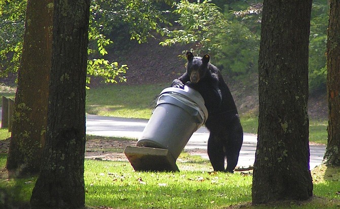 An undated handout photo released by the Kentucky Department of Parks shows a bear raiding a garbage can at Kingdom Come State Park near Cumberland, Ky. With black bear populations rising, run-ins have become almost commonplace-- more than 15,000 in the past year in states east of the Mississippi River according to a survey of state wildlife agencies. (AP Photo/via Kentucky Dept. of Fish and Wildlife Resources, Dave Huff)