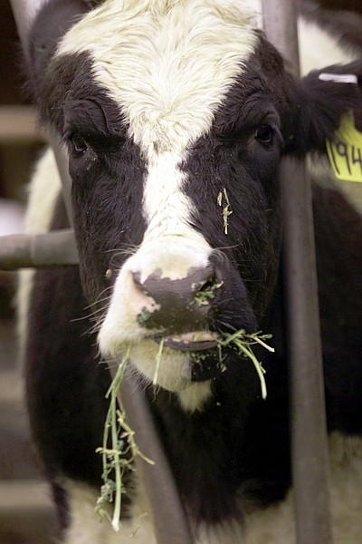 ** ADVANCE FOR SUNDAY, JUNE 21 AND THEREAFTER ** FILE - In this March 2, 2002 file photo, A Holstein cow east hay at the De Vries Dairy in Pasco, Wash. One contributor to global warming _ bigger than coal mines, landfills and sewage treatment plants _ is being left out of efforts by the Obama administration and House Democrats to limit greenhouse gas emissions. Cow burps. (AP Photo/Jackie Johnston, FILE)