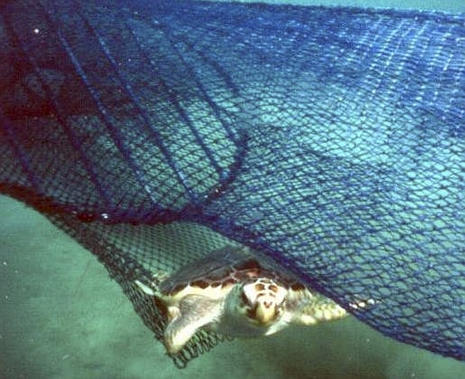 **ADVANCE FOR SUNDAY, JUNE 21** This undated photo released by the National Oceanic and Atmospheric Administration, shows a loggerhead turtle escaping a trawl net equipped with a Turtle Excluder Device, made of the bars inside the frame at left. New federal turtle-protecting restrictions, that could be in place by 2010, may close fishing areas or require trawl nets to have a device that allows turtles, and also certain fish, to more easily escape.  (AP Photo/NOAA)
