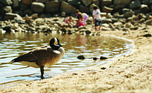 Photos by Annie Flanzraich/Nevada Appeal News Service A goose wades the water of Burnt Cedar Beach at Lake Tahoe.