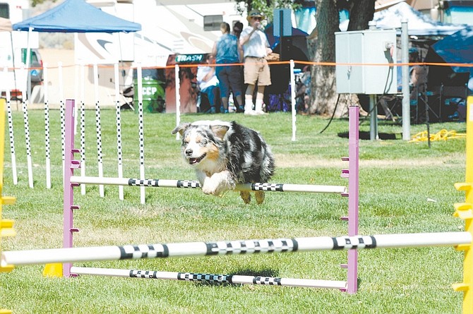 Geoff Dornan/Nevada Appeal Lapis, the Australian Shepherd belonging to Katrina Anderson of Reno, hurdles a gate during the ninth annual canine agility trials at Fuji Park Saturday. A total of 109 dogs competed in the fundraiser for research into canine cancer.