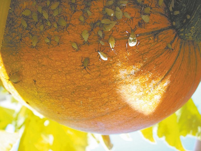 University of Nevada Cooperative ExtensionSquash bugs, sometimes called stink bugs, attack a pumpkin plant.