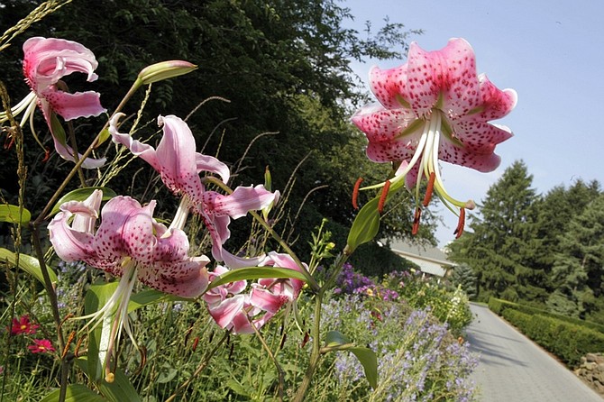 This photo taken July 28, 2009 shows  lillies  in bloom at the &quot;Seasonal Walkway&quot;  at the New York Botanical Garden  in New York.  (AP Photo/Mary Altaffer)