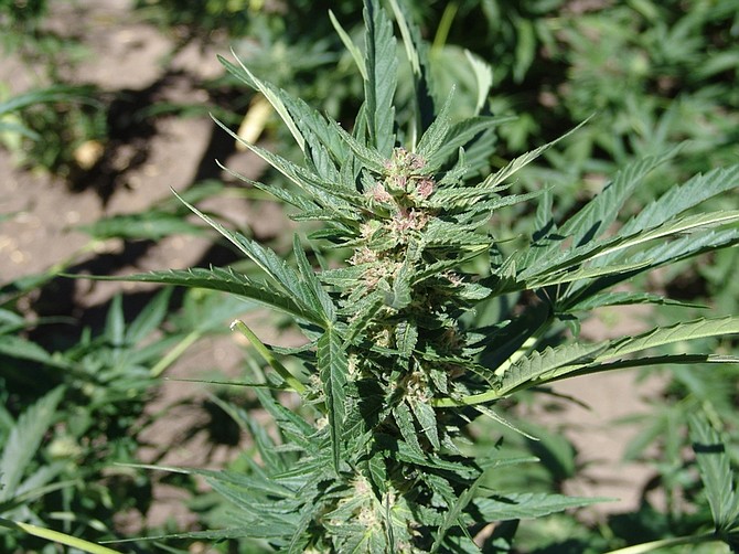 Nevada Department of Public SafetyState drug agents destroyed this plant along with thousands of others Thursday found in a remote area of Esmeralda County.  In the past week drug officers in the region have seized more than $80 million in marijuana crops.