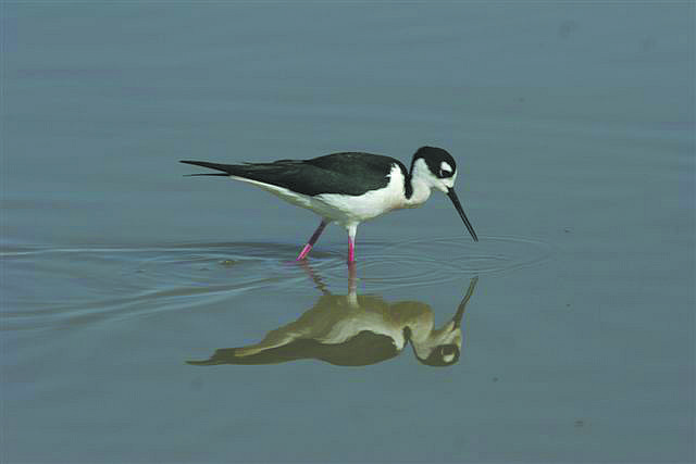Submitted PhotosA black-necked stilt photographed at a local wetland.