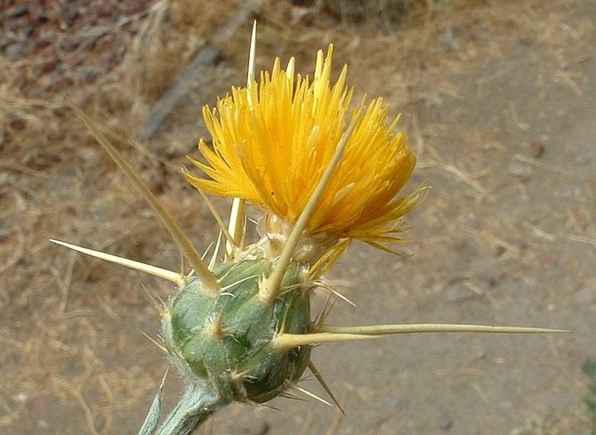 UNR Cooperative ExtensionA close look at the yellow starthistle flower shows its nasty spines.