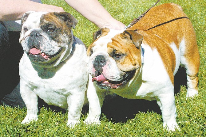 Sandi Hoover/Nevada Appeal Linda Kilgore of Klamath Falls, Ore., shows off her two bulldogs, 2-year-old Patch, left, and 3-year-old Button.
