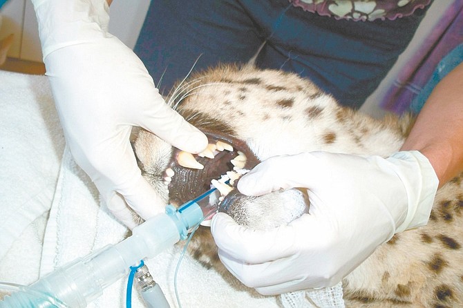Courtesy  Carson City veterinarians Dr. Michael Dearmin, a surgeon with Sierra Veterinary Specialists, and Dr. Cynthia Schneider of Sierra Veterinary Hospital helped perform dental work on two cheetahs from Animal Ark Wildlife Sanctuary in Reno.