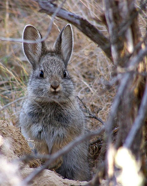 FILE - This undated file photo  provided by Washington State University shows an endangered pygmy rabbit in the wild in eastern Washington state. The U.S. Fish and Wildlife Service improperly failed to make a decision about protecting the rare pygmy rabbit in eight Western states, according to a lawsuit filed in federal court by an environmental group. Western Watersheds Project&#039;s lawsuit, which was filed last week, wants the agency to make a decision on whether to grant endangered species protection to the tiny rabbits. Courts had previously demanded the decision, which is long overdue. (AP Photo/Washington State University, Len Zoeli, File)   ** NO SALES **