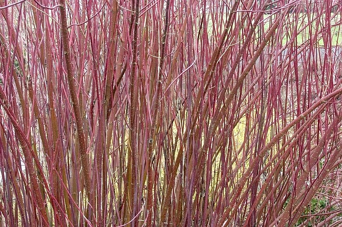 This undated photo provided by Monrovia Nursery Co., of the Cornus or Red twig dogwood, also helps set off a winter garden when it loses its leaves in the fall. Depending on the type of dogwod, its bark will be red, orange or yellow. (AP Photo/Monrovia Nursery Co.) **NO SALES**