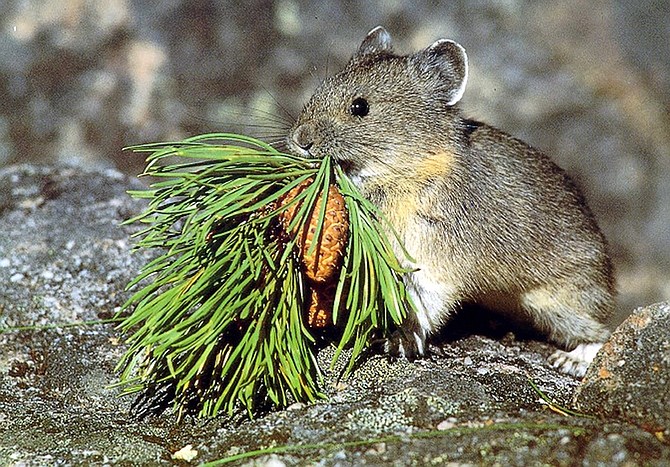 FILE - This undated photo provided by the U.S. Geological Survey shows a mountain-dwelling American pika. The American pika, a small mountain-dwelling mammal in the West that can&#039;t tolerate the heat could become the first animal in the continental United States to get federal protections primarily because of climate change. The U.S. Fish and Wildlife Service is expected to announce Friday Feb. 5, 2010 whether the American pika will be protected under the Endangered Species Act. (AP Photo/US Geological Survey, File)