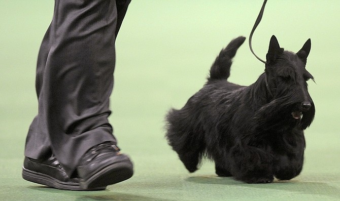 Sadie, a Scottish terrier, takes part in the terrier group at the Westminster Kennel Club Dog Show at Madison Square Garden in New York, Tuesday, Feb. 16, 2010. Sadie won the group. (AP Photo/Henny Ray Abrams)