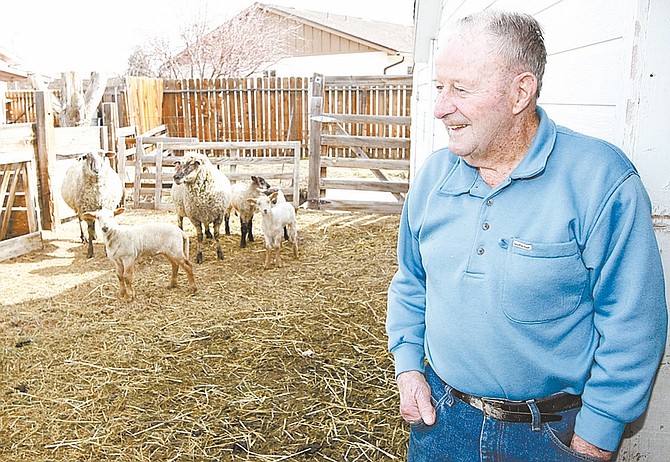 Shannon Litz/Record-CourierAldo Biaggi raises sheep and rabbits on his two-acre parcel near the west end of County Road in Minden.