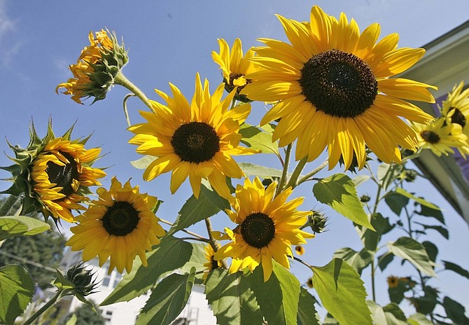 **FOR USE WITH AP LIFESTYLES**   This Sept. 2, 2008 file photo shows sunflowers in bloom at a home in Worcester, Vt. A flower garden may seem like a frivolous expense in these tough economic times, but experts say there are plenty of ways to cultivate a beautiful and varied collection of blooms when money is tight.   (AP Photo/Toby Talbot, FILE)