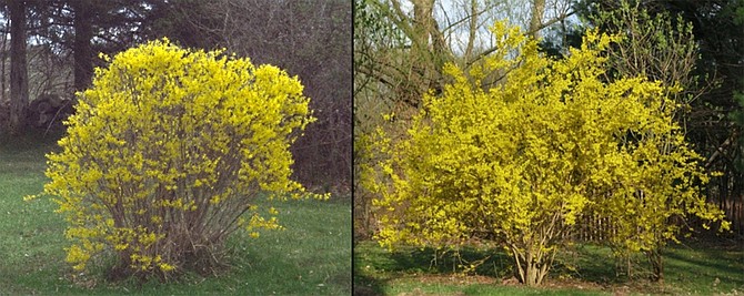 Forsythia&#039;s natural form is that of a fountain, in contrast to the rounded shrub that&#039;s been clipped at chest height.(AP Photo/Lee Reich)