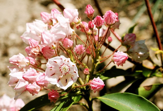 **ADVANCE FOR MONDAY APRIL 27** **FOR USE WITH AP LIFESTYLES**  This May 25, 2008 image shows the Mountain Laurel plant. Even some of the continent&#039;s most beautiful ornamental plants have a sinister side. The Mountain Laurel (Kalmia latifolia), characterized by its leathery evergreen leaves and pink and white flowers, grows wild into a fruity shrub or small tree in woody areas, meadows and bogs. The leaves and nectar are poisonous, capable of causing headaches, blood pressure and heart rhythm problems, comas and convulsions. The best prevention is not to put anything into your mouth from plants you know nothing about.  (AP Photo/By Dean Fosdick)