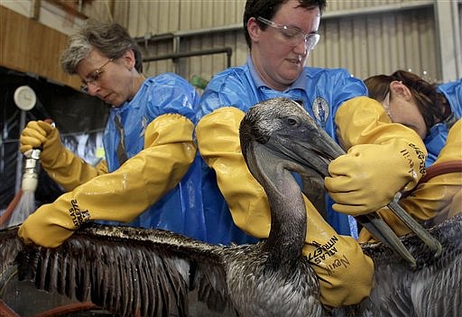 Erica Miller, left, and Heather Nevell, clean a Brown Pelican Saturday, May 15, 2010 at the Fort Jackson Wildlife Rehabilitation Center at Buras, La. The bird was rescued after being exposed an oil spill in the Gulf of Mexico caused by the explosion of BP&#039;s Deepwater Horizon oil platform more than three weeks ago. (AP Photo/Charlie Riedel)