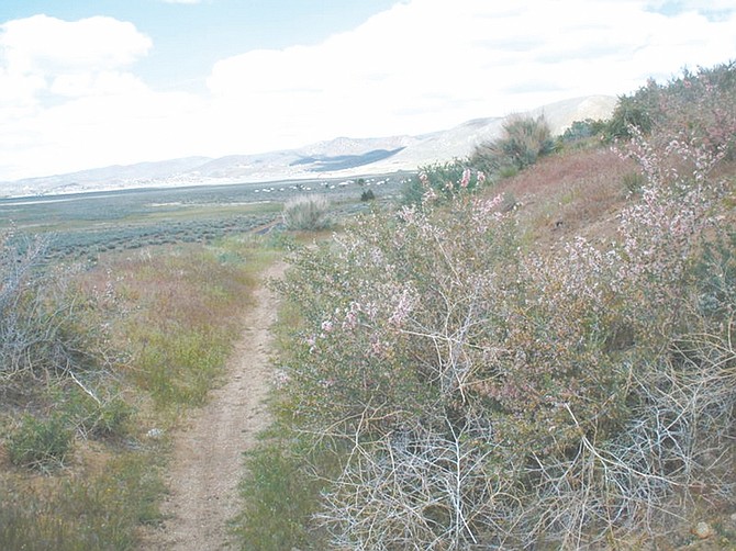 Sam Nauman/for the nevada AppealThe pink flowers are desert peach, a local bloom that covers large sections of Deadman&#039;s Trail this time of year. Lots of phlox are in bloom right now, particularly up by the gazebo.