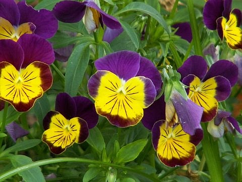 Wendy Hanson Mazet/Cooperative ExtensionPansies are among the flowers than can be eaten as well as enjoyed for their beauty.