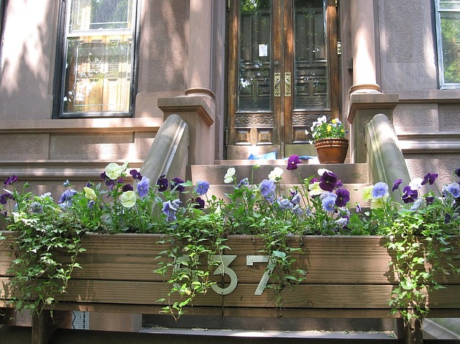 **FOR USE WITH AP LIFESTYLES** This photo taken May 24, 2009 shows  Trailing vines alternate with pansies in shades of deep purple, periwinkle blue and cream in this window box, using repetition to create a slightly formal design and a colorful welcome for visitors to the front steps of this home in Brooklyn, N.Y. (AP Photo/Beth Harpaz)