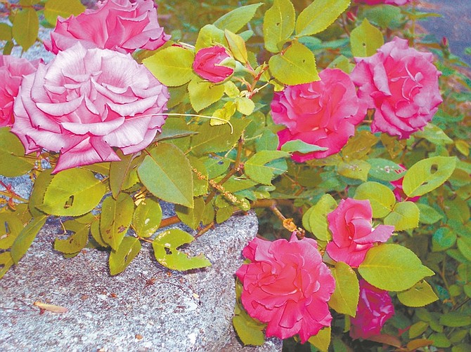 Shrubs that are not natural climbers such as this Zepherine Drouhin climbing rose can be trained on a wall. Illustrates GREENSCENE (category l), by Joel M. Lerner, special to The Washington Post. Moved Friday, Aug. 29, 2008. (MUST CREDIT: Photo for The Washington Post by Sandra Leavitt Lerner.)