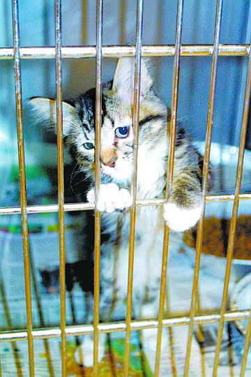 F.T. Norton/Nevada AppealA kitten awaits adoption Thursday at the Animal Shelter on Butti Way. Animal Services Director Pat Wiggins said his office, in connection with the Carson Tahoe SPCA, has started a program in which feral cats are captured, spayed or neutered and released back onto the streets.